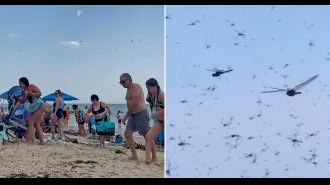 People on beach attacked by dragonflies, reminiscent of biblical plague 'apocalypse'.