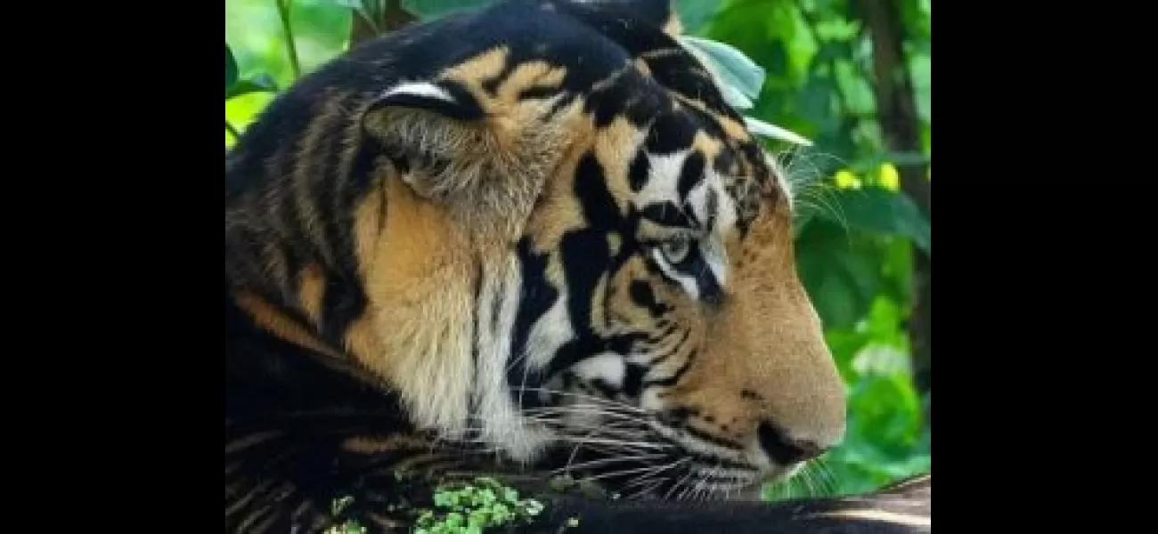 Odisha will establish the world's first black tiger safari by the end of 2021, according to PCCF Susanta Nanda.