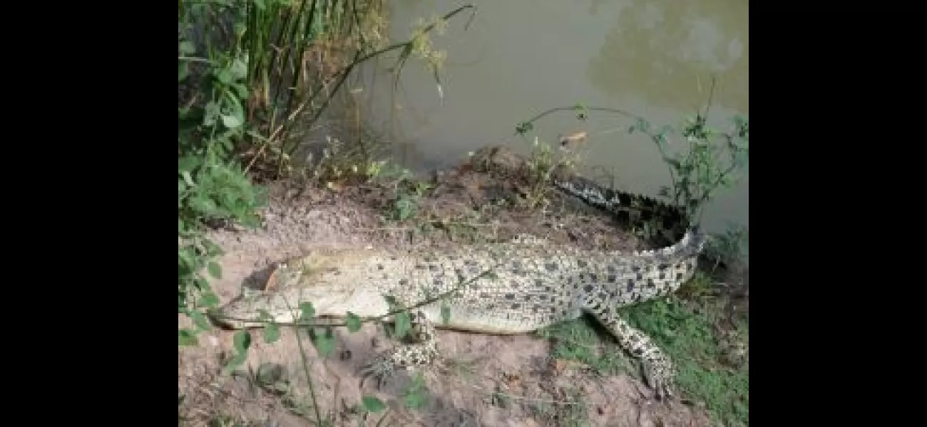 Malli, the rare albino crocodile, is eagerly anticipating becoming a mother.