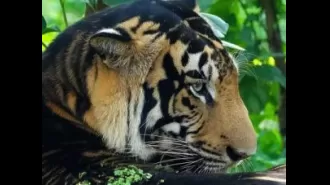 Odisha will establish the world's first black tiger safari by the end of 2021, according to PCCF Susanta Nanda.