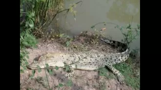 Malli, the rare albino crocodile, is eagerly anticipating becoming a mother.