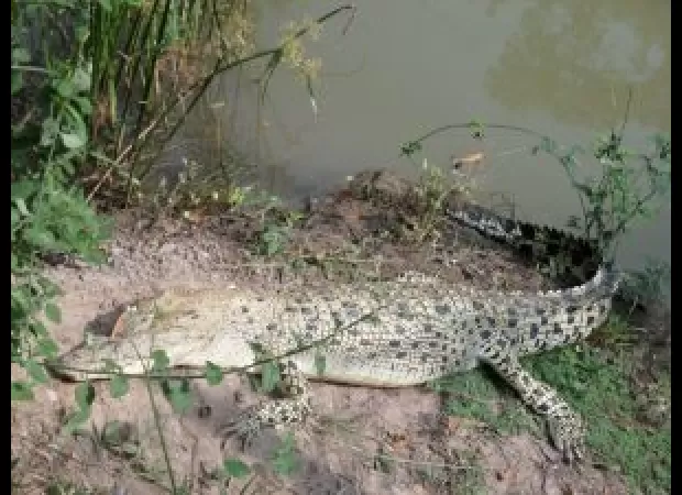 Malli, the rare albino crocodile, is eagerly anticipating becoming a mother.