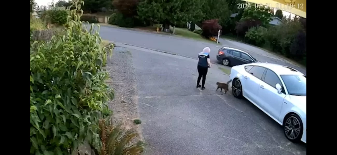 Amazon driver accused of cat theft after customer's pet goes missing during delivery