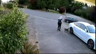 An Amazon driver was accused of taking a customer's cat during a delivery.