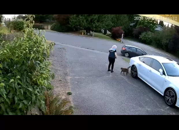 Amazon driver accused of cat theft after customer's pet goes missing during delivery