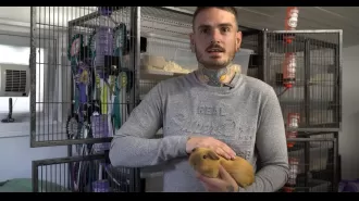 A pet guinea pig helped me cope with my divorce.