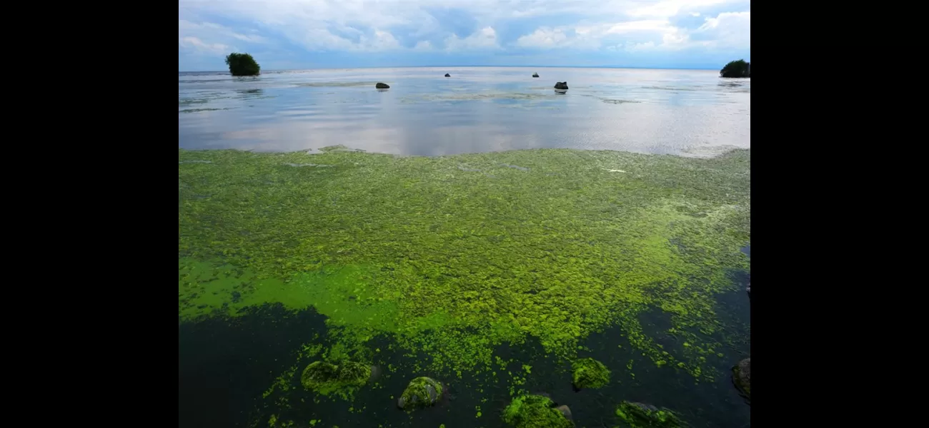 Alert issued for deadly algae that poses grave risk to dogs
