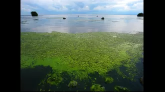 Alert issued for deadly algae that poses grave risk to dogs