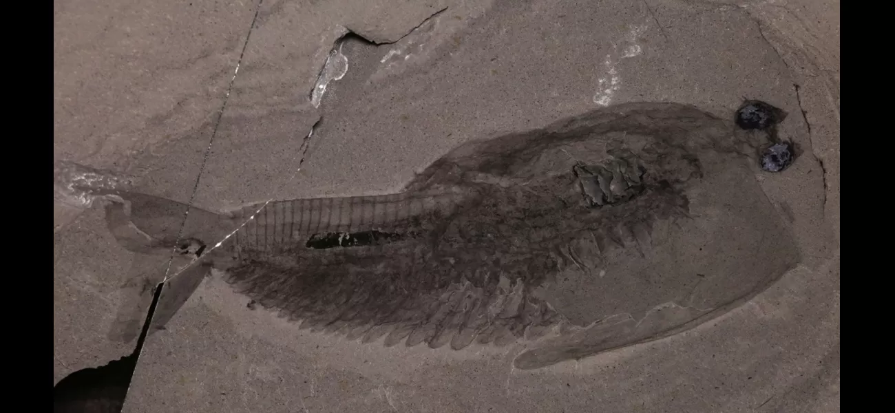 After 500 million years, the mystery of the fossilized 'alien fish taco' has finally been solved.