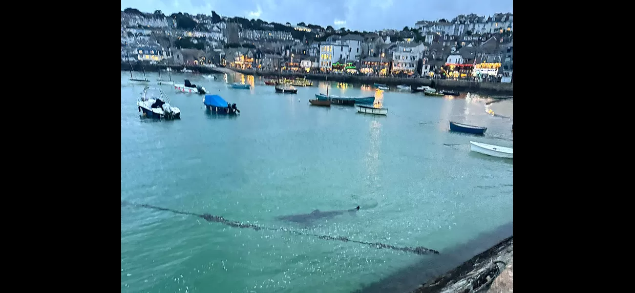 Kids flee ocean as massive shark seen near Cornwall shore.