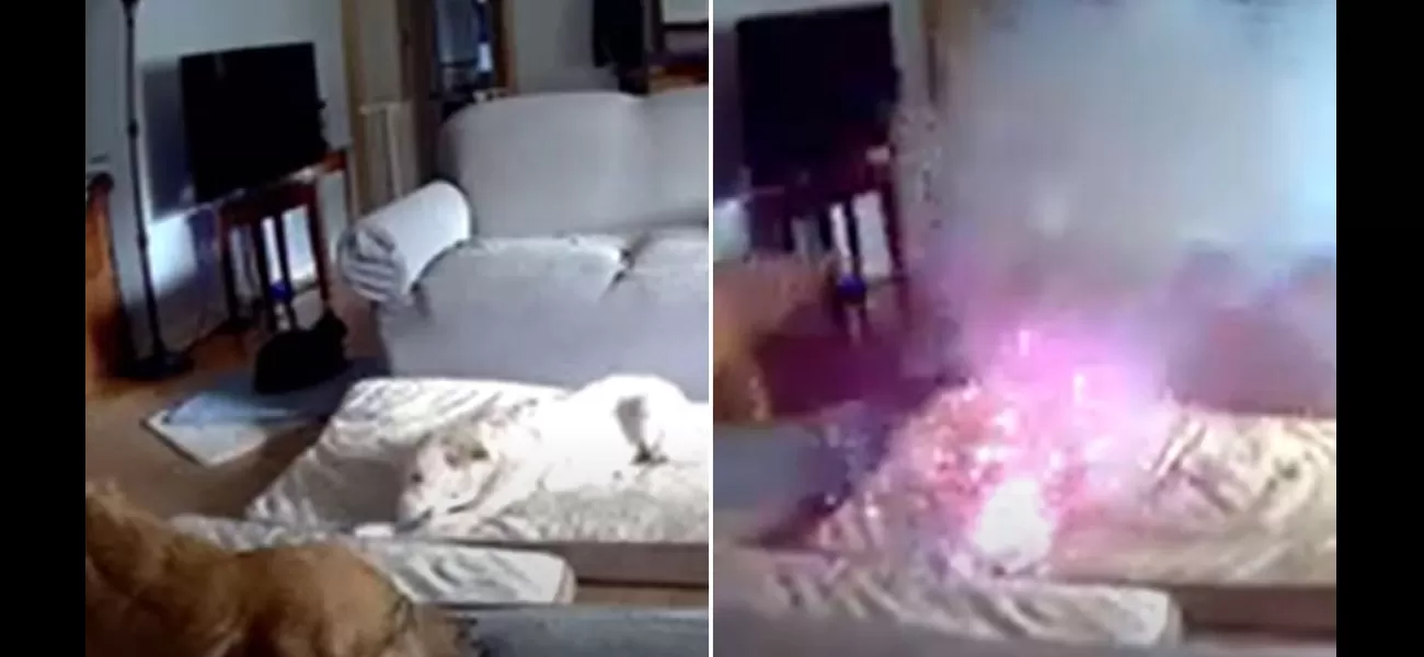 A dog's chewing of a phone charger causes a house fire.
