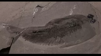 After 500 million years, the mystery of the fossilized 'alien fish taco' has finally been solved.