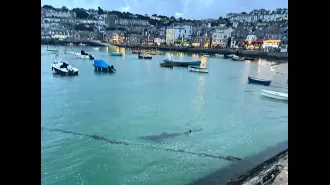 Kids flee ocean as massive shark seen near Cornwall shore.