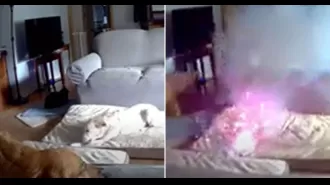 Dog starts fire by chewing charger.
Canine causes house fire with charger chew.