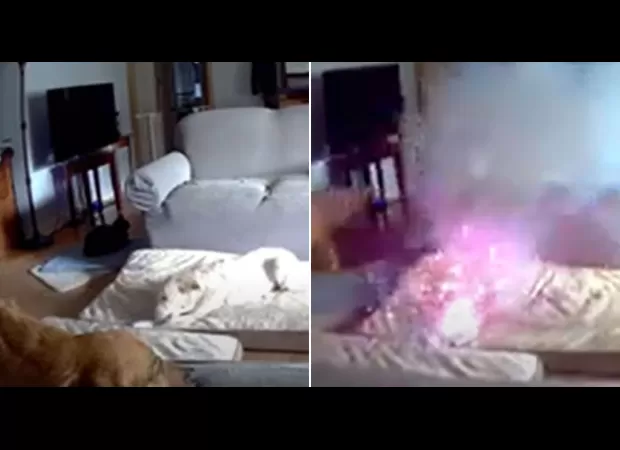 A dog's chewing of a phone charger causes a house fire.
