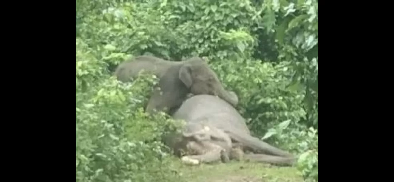 Pictures of baby elephant attempting to rouse deceased mother become internet sensation.