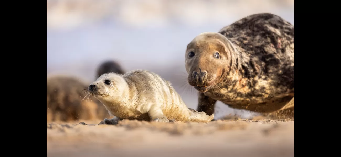 A mysterious illness nearly killed off the UK's seal population.