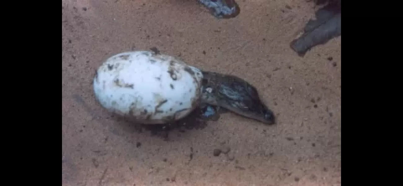 Tiny crocodiles hatch in Bhitarkanika national park, emerging from their eggshells.