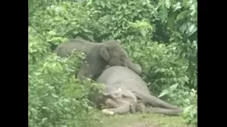 Pictures of baby elephant attempting to rouse deceased mother become internet sensation.