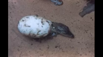 Tiny crocodiles hatch in Bhitarkanika national park, emerging from their eggshells.