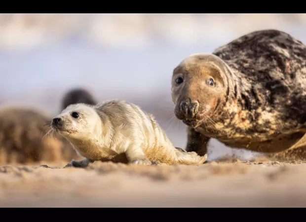 A mysterious illness nearly killed off the UK's seal population.