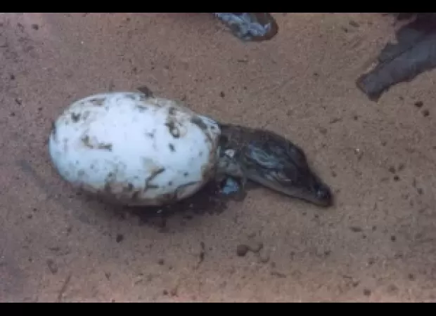 Tiny crocodiles hatch in Bhitarkanika national park, emerging from their eggshells.