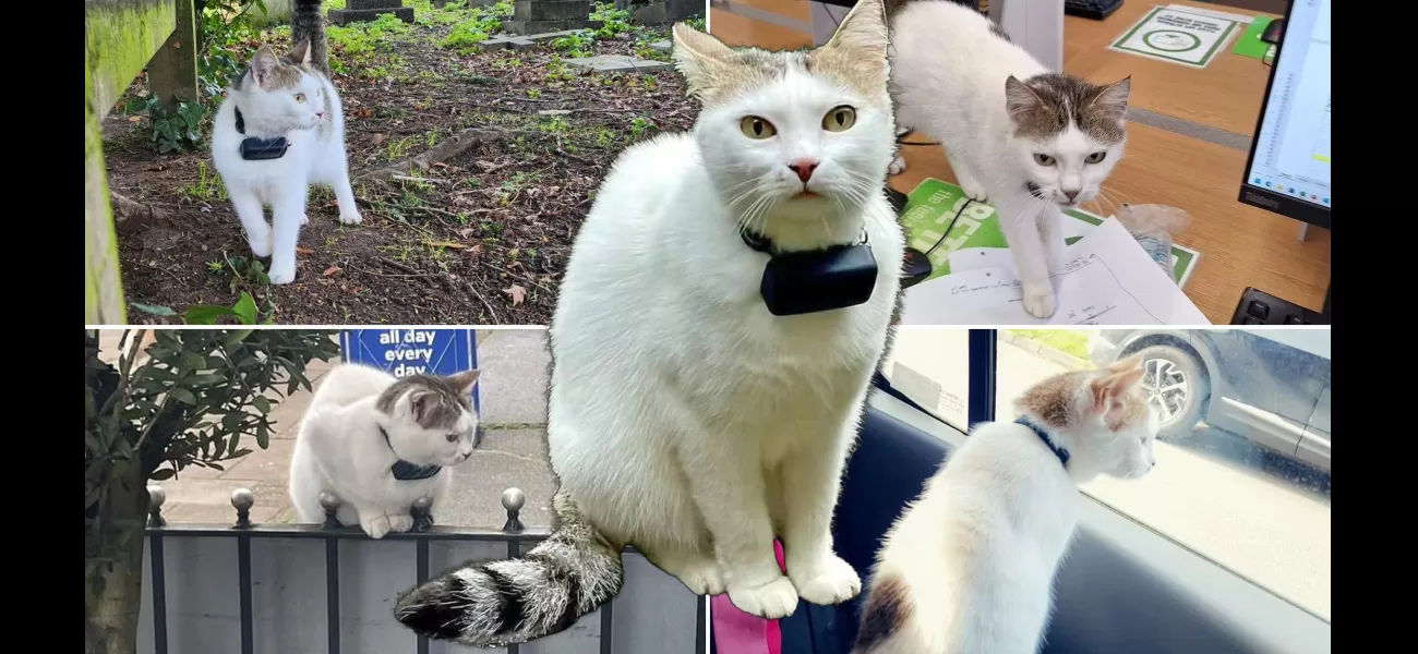 A daring cat in London traveled four miles in one day.