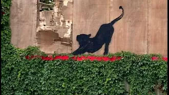 Is this the 6th Banksy in a week? Cat seen stretching on London billboard.