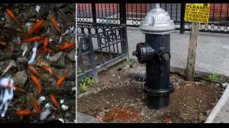 Leaky fire hydrant becomes small fish pond, some unhappy with decision.