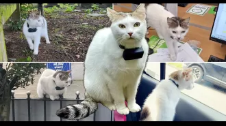 A daring cat in London traveled four miles in one day.