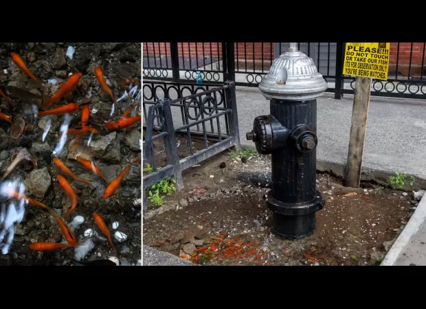Leaky fire hydrant becomes small fish pond, some unhappy with decision.