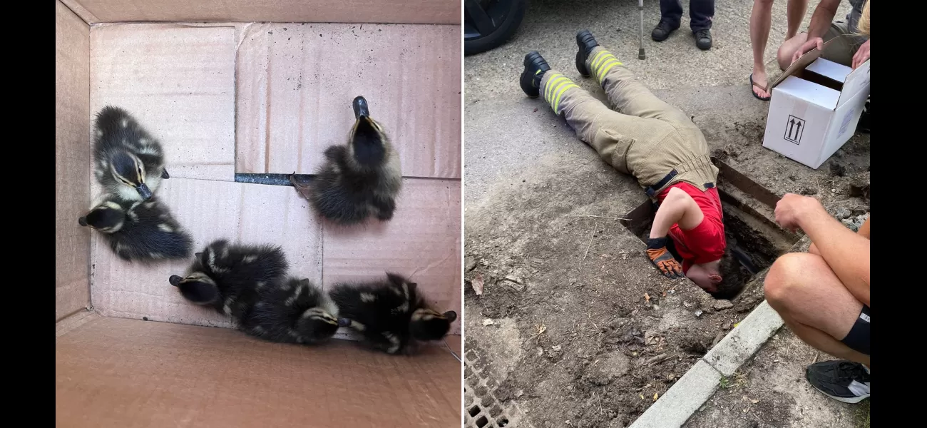 Rescuers save baby ducks trapped in manhole.