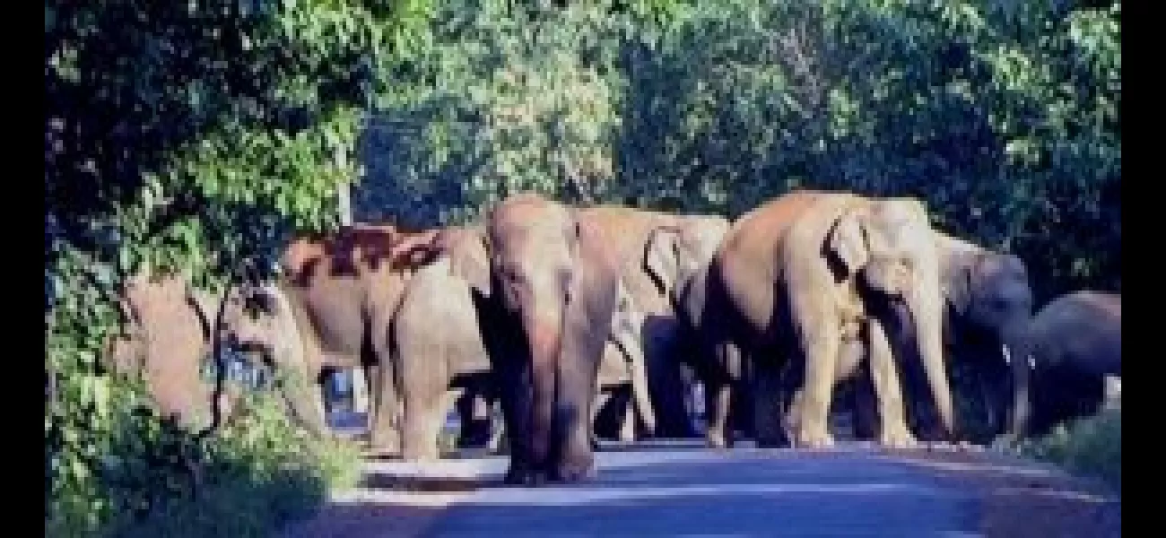 Despite increased population, elephants in state still in danger.