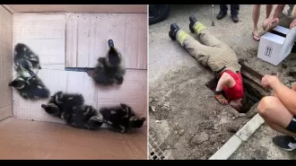 Rescuers save baby ducks trapped in manhole.