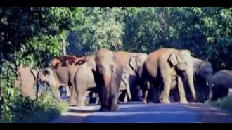 Despite increased population, elephants in state still in danger.