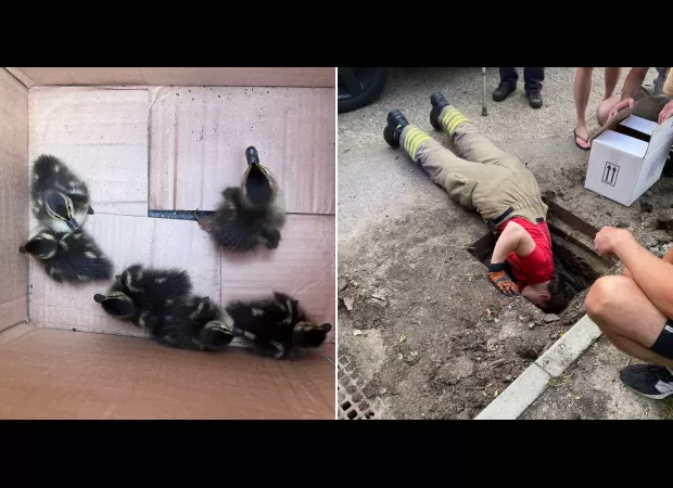 Rescuers save baby ducks trapped in manhole.
