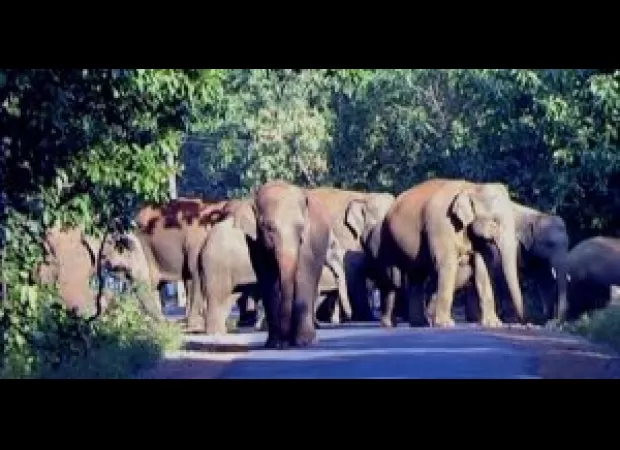 Despite increased population, elephants in state still in danger.