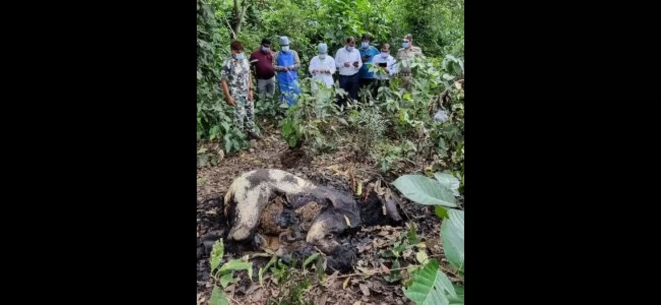 A young elephant's dead body found on World Elephant Day highlights the danger faced by these animals.