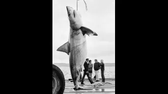 The chances of encountering a picture like this again are slim.
