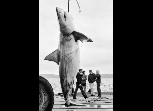 The chances of encountering a picture like this again are slim.