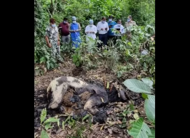 A young elephant's dead body found on World Elephant Day highlights the danger faced by these animals.