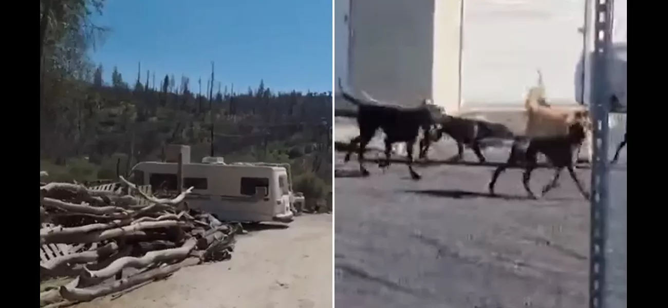 Woman killed by pack of aggressive Great Danes while on walk.