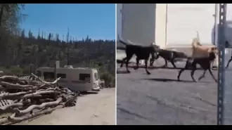 Woman killed by pack of aggressive Great Danes while on walk.