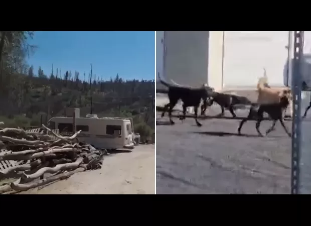 Woman killed by pack of aggressive Great Danes while on walk.