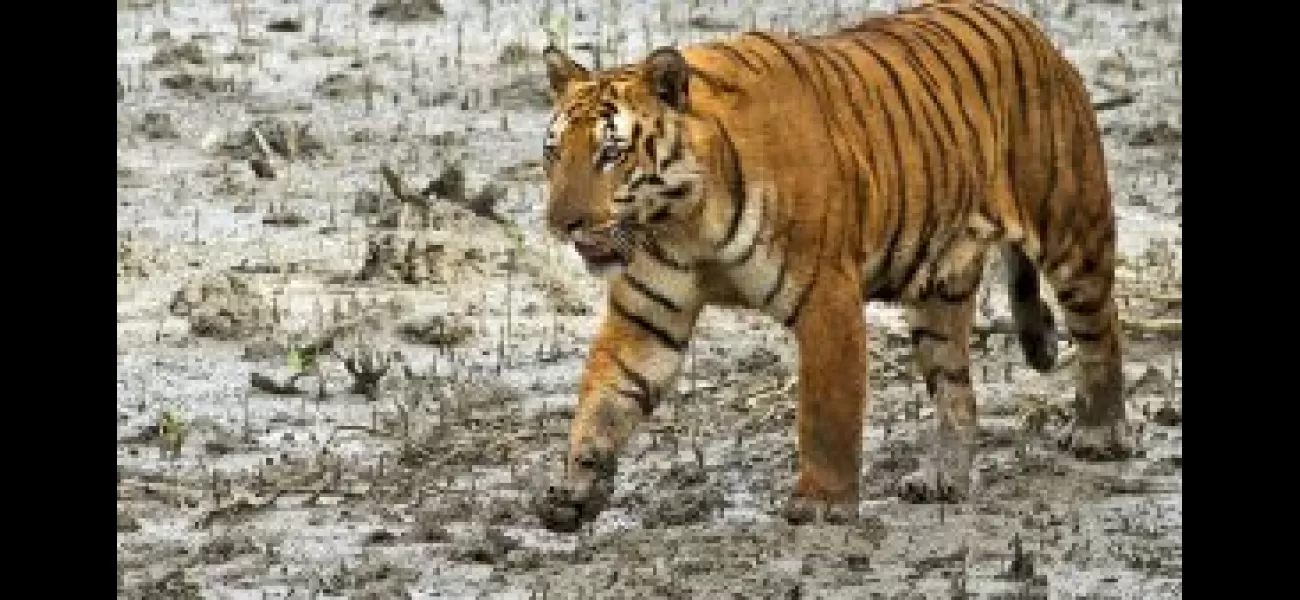 Odisha to import 5 Royal Bengal Tigers from Maharashtra and Madhya Pradesh by September.
