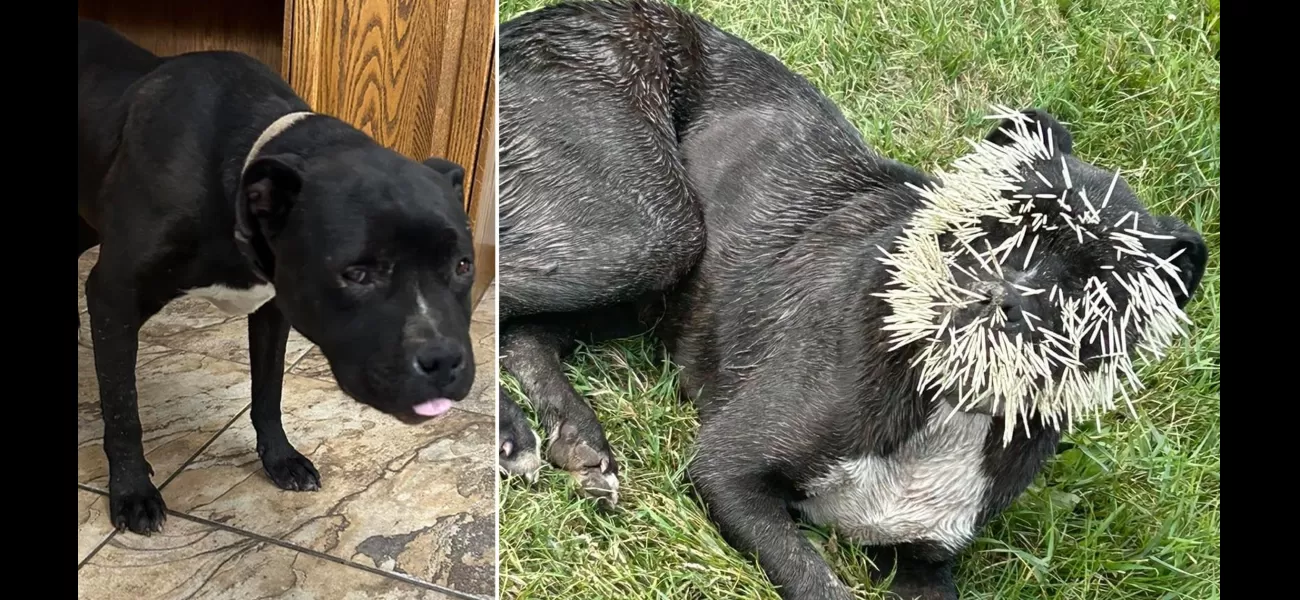 Dog suffers from porcupine quill injuries on face after failed attempt at eating the animal.