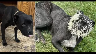 Dog suffers from porcupine quill injuries on face after failed attempt at eating the animal.