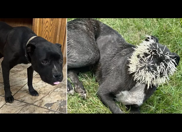 Dog suffers from porcupine quill injuries on face after failed attempt at eating the animal.