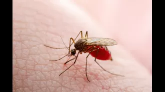 Why are some individuals more prone to insect bites than others?