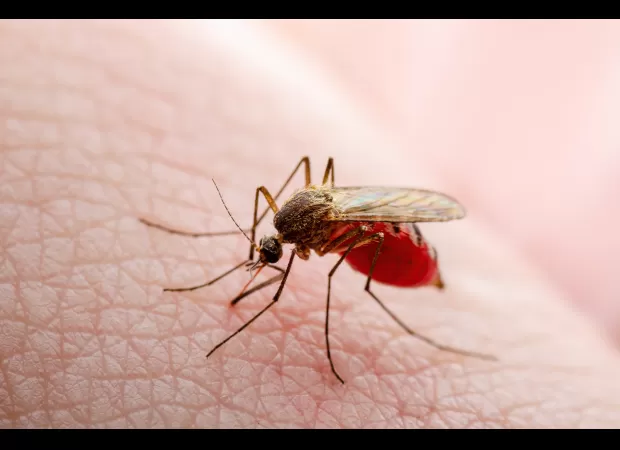 Why are some individuals more prone to insect bites than others?